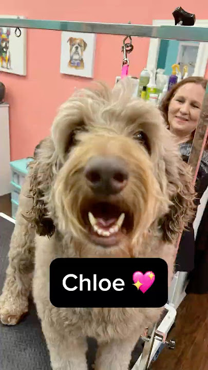 Chloe the Goldendoodle’s Doggy Makeover! ❤️ #doggrooming #goldendoodle