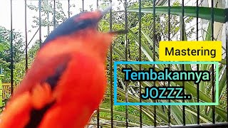 Burung Mantenan Gunung/Himalaya  // MASTERAN dan PANCINGAN