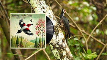 James Filkins - Redheads on the Wing (Calming Folk Guitar & Flute Inspired by Nature) @jdfilkins