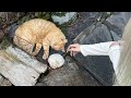 夏の雷鳴 / ネクライトーキー