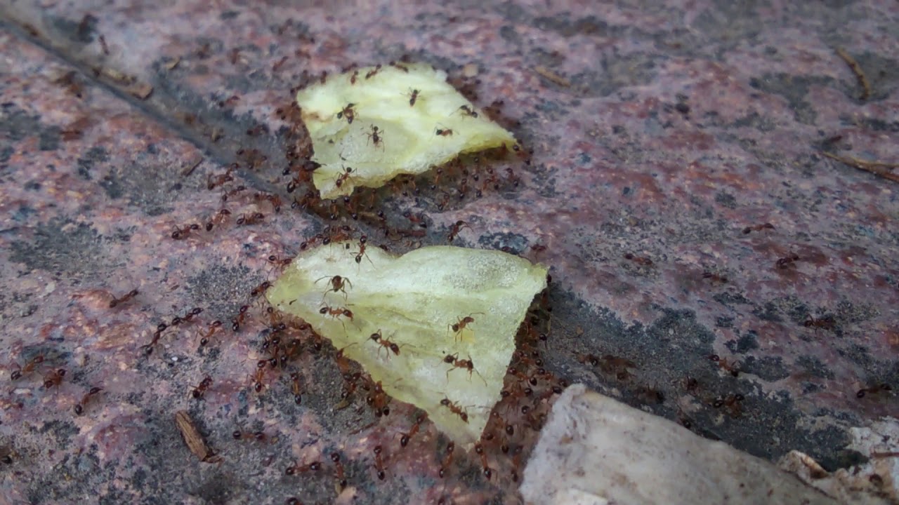 Ants carrying potato chips YouTube