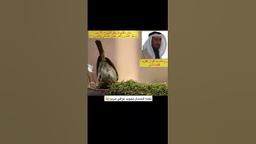 تجويد عراقي حزين😢 نعمه الحسان