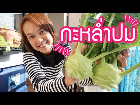 วีดีโอ: Kohlrabi: การปลูกต้นกล้าและการดูแลรักษา