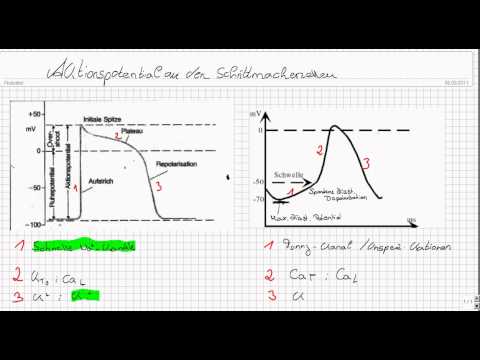 WERDE EINSER SCHÜLER UND KLICK HIER: https://www.thesimpleclub.de/go In diesem Video zeigen wir euch. 