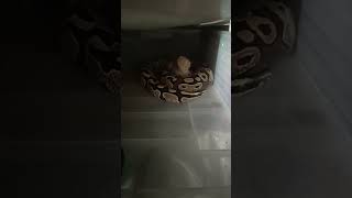 Eggs Are Getting Close — Lesser Pos Mahogany Pre-Lay Shed