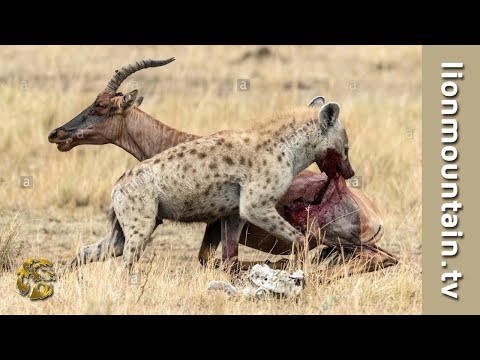 Hyena hunting sleeping Topi on the Savannah | CLASSIC WILDLIFE