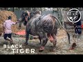 Mighty BLACK TIGER | Huge Imported Bull | SOLD FROM SAARA AGRO FARMS TO DAIRYSUN AGRO 2021