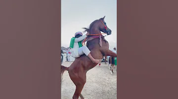 قوة وهيبة الخيل العربي 
