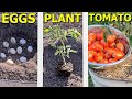 GROW Tomatoes Using EGGS as Fertiliser What Happens?