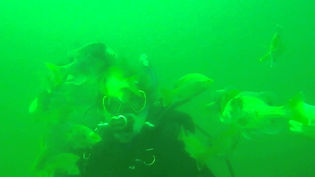 Teresa Feeding Fish Lake Denton 8 23 14 YouTube