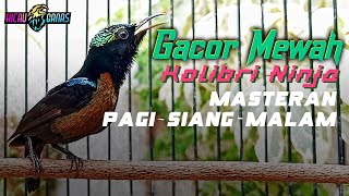Download Lagu KONIN GACOR FULL TEMBAKAN PANJANG MATERI MEWAH COCOK UNTUK MASTERAN KOLIBRI NINJA BAHAN MP3 Download Lagu KONIN GACOR FULL TEMBAKAN PANJANG MATERI MEWAH COCOK UNTUK MASTERAN KOLIBRI NINJA BAHAN MP3