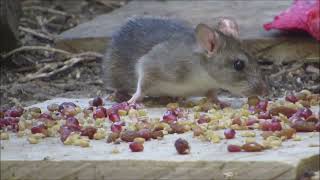 One of the most hated animals in the world by humans -Black rat in my garden- Rattus rattus - Cyprus