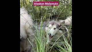 Devoted Alaskan Malamute Dogs #youtubeshorts #youtube #ytshorts