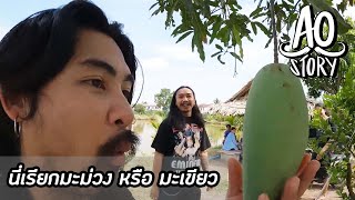 AO STORY EP.66 : นี่เรียกมะม่วง หรือ มะเขียว