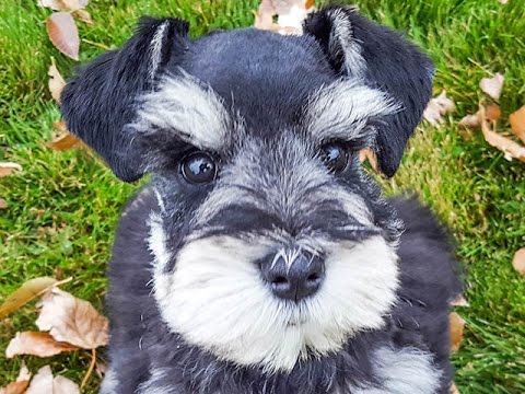 10 week old miniature schnauzer