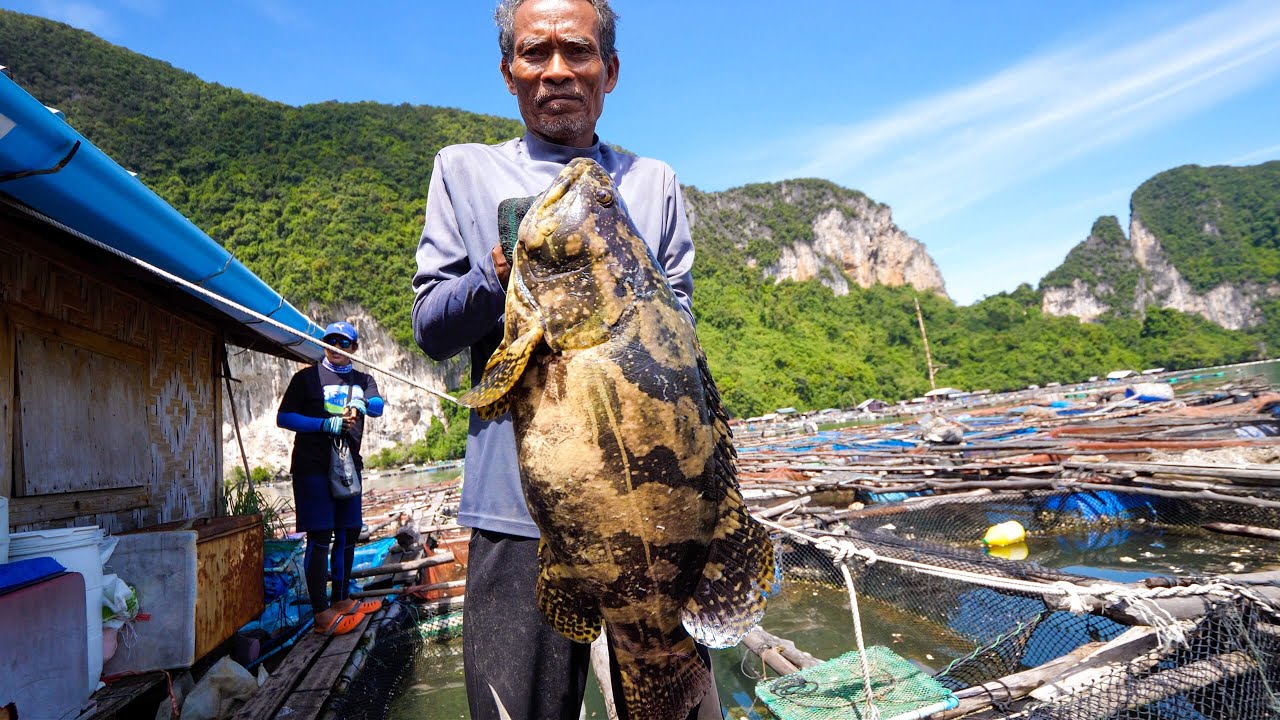 6.5 kg. TIGER GROUPER!! Fishing Thai Food + Grape Seaweed in Krabi, Thailand!