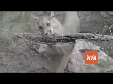 Rescataron un Puma que había quedado atrapado huyendo de los incendios
