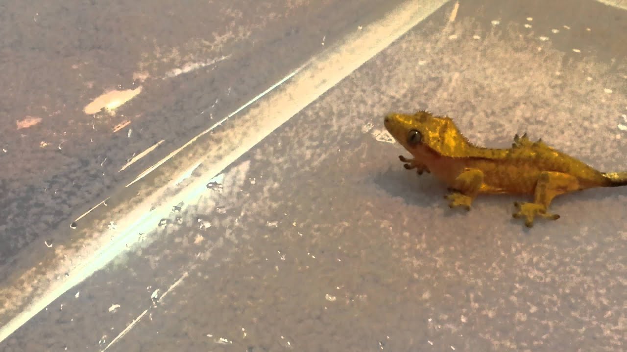 lizard skin grips Golden/yellow crested ghecko eating crickets