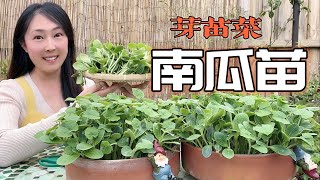 【芽苗菜】南瓜苗｜吃南瓜时的南瓜籽再也不要扔掉了 Grow pumpkin seedlings at home for your heathy meal by 袭小厨和她的菜园子Delightful Garden 43,515 views 1 year ago 8 minutes, 8 seconds