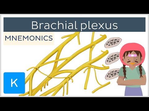 Videó: Mi az a brachialis plexus?