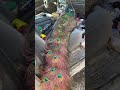Funny peacock #peacock #animals #funnyanimals #funnyvideos #Foryou
