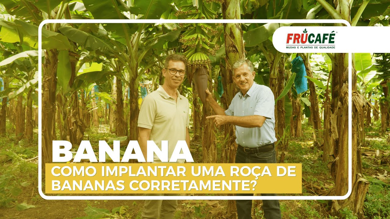 Como Implantar uma Roça de Bananas Corretamente? Dicas com Especialista Fabrício Carraretto Barreto.