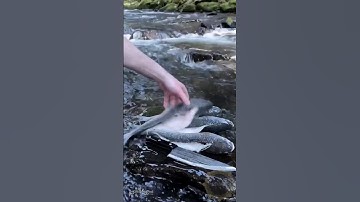 آيات من سورة النجم بصوت الهادي