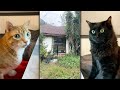 Were homeowners  new kitty tv channels