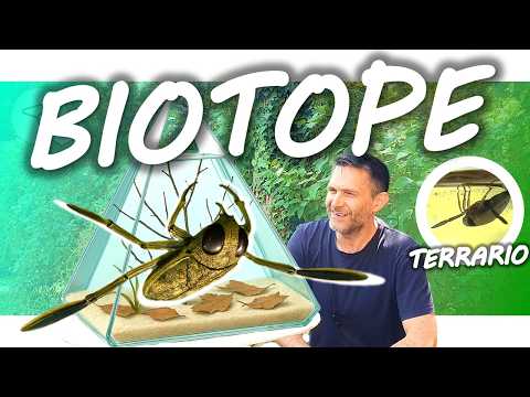 AQUARIUM BIOTOPE LOW-TECH POUR L'ÉTÉ