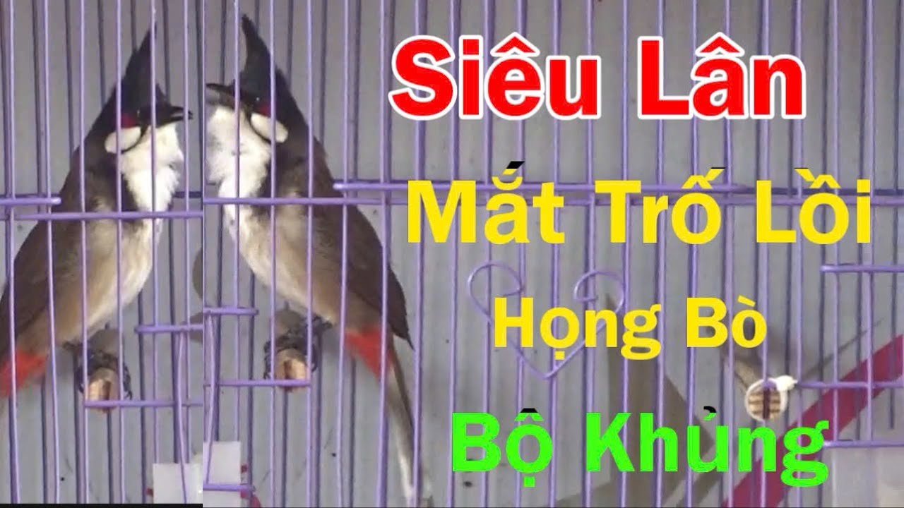 Vip.Siêu Lân Mắt Trố Lồi Họng Bò / Bổi Tuyển Bộ Khủng Cực Hăng Dữ Chim Đáng Gột