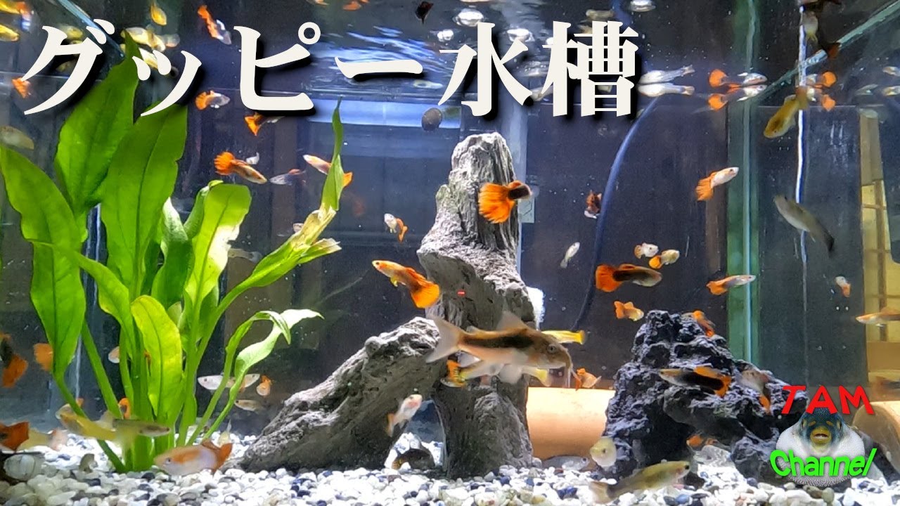 グッピー水槽 22 8月 うちのグッピー達の様子です グッピー 熱帯魚 アクアリウム コリドラス プレコ 水槽 飼育 Youtube