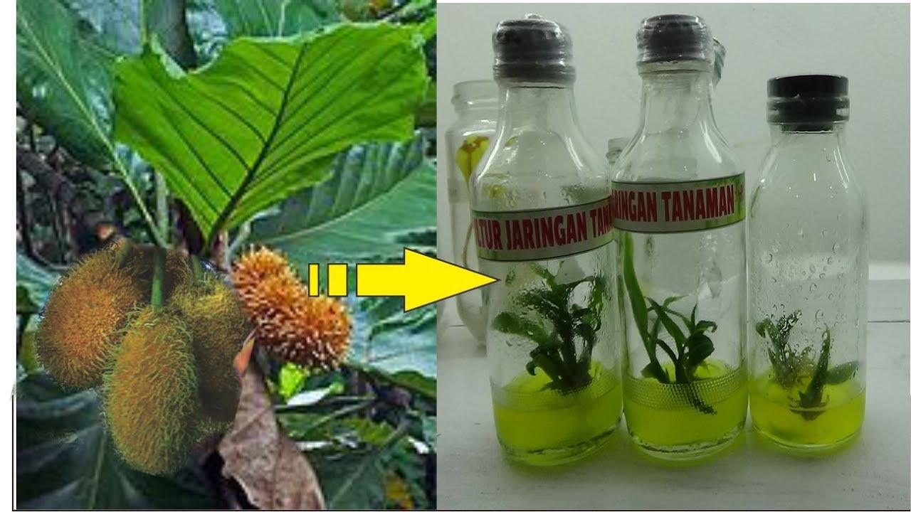 Perbanyakan Buah Langka Dengan Teknologi Kultur jaringan Tanaman