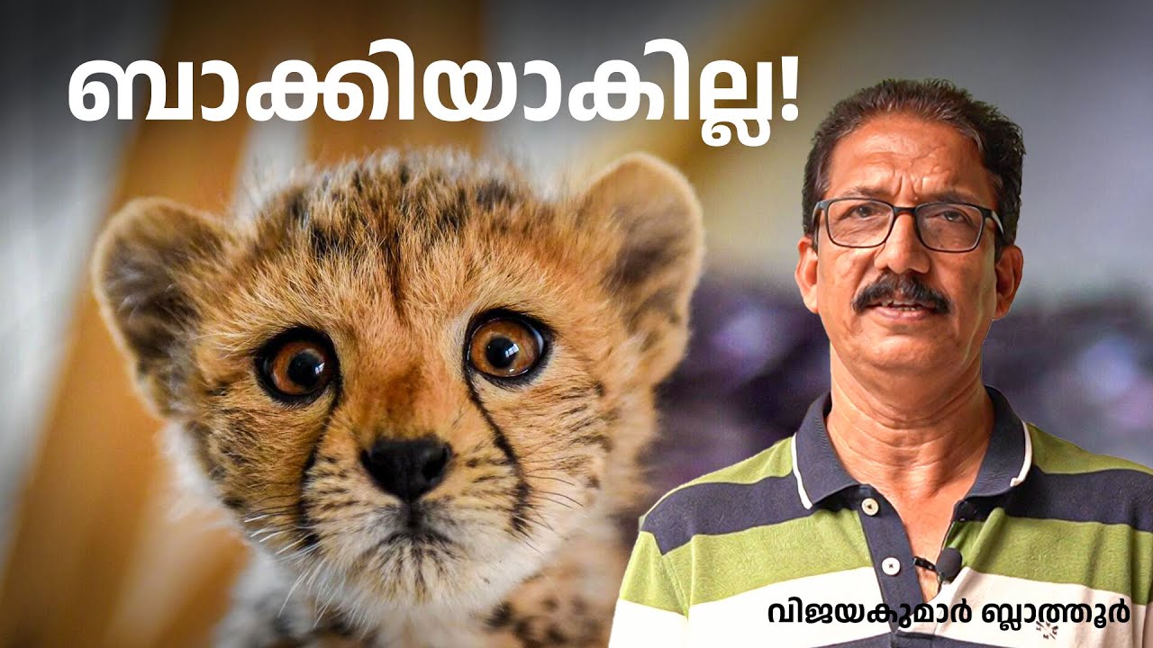 ചീറ്റ ഇനി എത്രകാലം ബാക്കികാണും? How Cheetahs Went Extinct From India #
