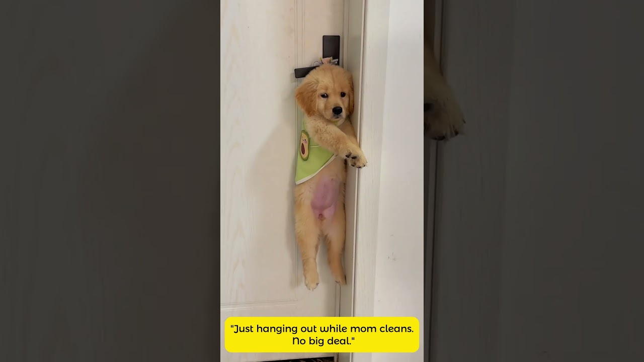 Dog Hangs Around While Owner Cleans! 🐾 Funny Pet Supervision