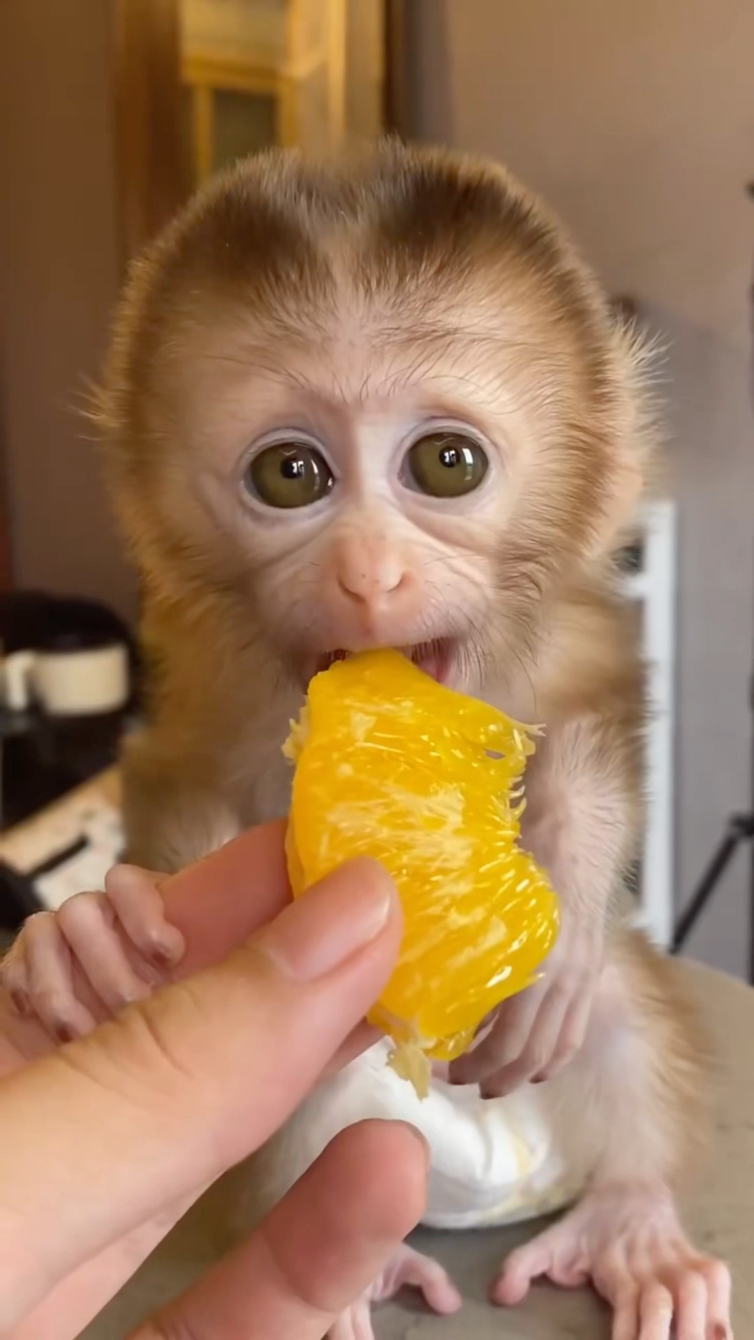 Cute Monkie Breaking Plate ?|