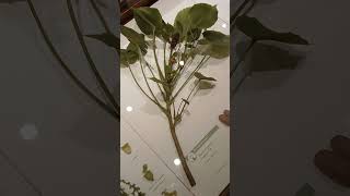 Harvard Museum of Natural History Part One Glass Flower Exhibit.