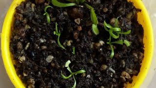 Dünyanın en ilginç Et obur bitkisi olan Sinek kapanımın(Fly trap) 3 aylık  gelişim süreci ve ilk avı