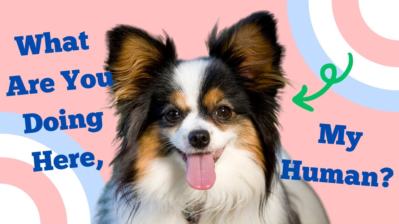 Что на самом деле думают собаки, когда вы сидите с ними на полу | Удивительные факты о поведении ...