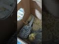 فتح عش الكوكتيل ومشاهدة الزوج بالعش