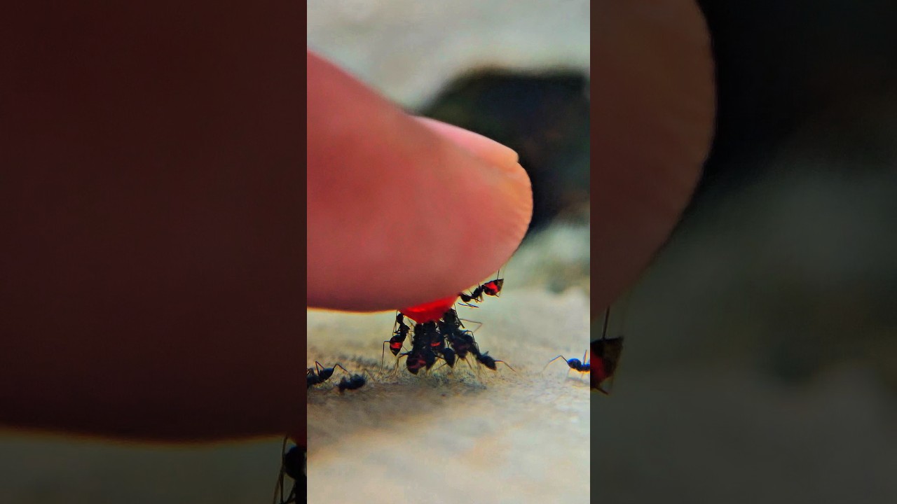 Finding and sharing red liquid sugar with black ants around the plants #timelapse #nature #shorts