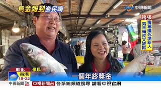 漁民年終獎金來了  彰化漁民捕獲5000尾洄游烏│中視新聞 20191223