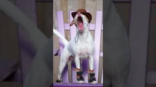 Jack Russell Costume #shorts #viralvideo #pets