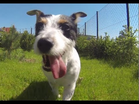 dog-wants-a-kitty-part-3-ジャックラッセル対狆