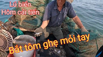 Đặt lú biển dính tôm ghẹ bắt mỏi tay. thu nhập 7triệu/1 ngày. cung cấp lú Thái lan hôm cải tiến