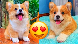 Corgi — Adorable And Hilarious Videos And Tik Toks Compilation by Galaxy of Animals 488,540 views 2 years ago 10 minutes, 6 seconds