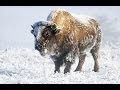 Yellowstone In Winter HD
