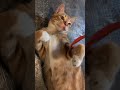 Shimba Slowly Shifts Cat Cats Cutecat Cutecats Catvideos Short Shorts Viral Funnycats Shimba Slowly Shifts Cat Cats Cutecat Cutecats Catvideos Short Shorts Viral Funnycats
