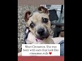 Puppy Born With Adorable Cinnamon Roll Ears Steals Everyone’s Heart 🌀🐶❤️
