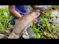 Unbelievable Hand Fishing Video   Amazing Boy Village Fishing By Removing Water Hyacinth In Bill.