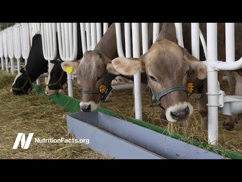 Vidéo: La toison est une couverture de laine provenant d'un mouton